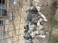 KANGALLARIM YENİ FİYATLAR ÇOK ÖZEL
