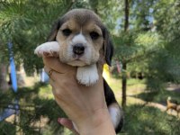 Elizabeth Beagle @ppuppypawbodrum