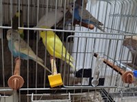 Yavru muhabbet kuşu el besleme