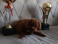 Kore teacup poodle yetişkin erkek