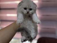 Scottish fold yeni yuvaları için hazırlar