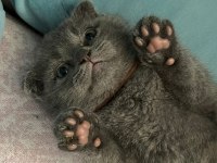 Oyuncu maya scottish fold