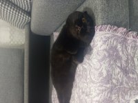 Full evcil tuvalet eğitimli scottish fold siyah kedimiz