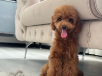 Dişi Toy Poodle 5 Aylık