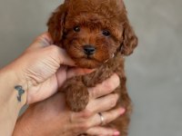 Efsane Toy Poodle Yavruları