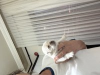 Minik pamuk pekinez köpeklerim