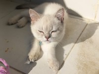 British Shorthair Kedisi