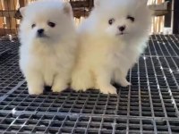 Pomeranian boo antaya pamuk şekerleri