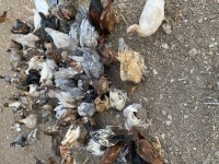 Egzotik Amerikan sessiz ördek