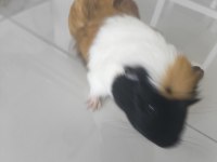 Ekim ayı doğumlu ginepig (erkek)