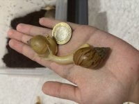 Dev afrika salyangozu yavru achatina fulica 05.2026 doğumlu