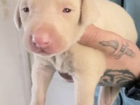 ALBİNO DOBERMAN YAVRULARIMIZ ALMANYADAN İTHAL ÜST KALİTE