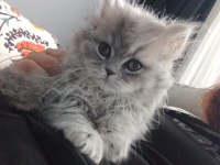 Oyuncul yavru british longhair
