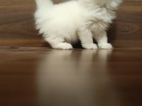 Scottish straight ve scottish fold yavrularım