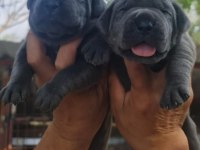 Cane Corso 2 Aylık Köpekler