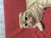 Sarı scottish fold