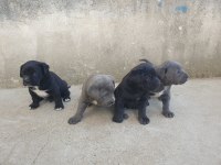 Orjinal A Kalite Cane Corso