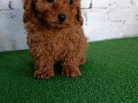 Toy poodle yavrularımız