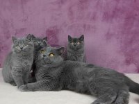 British Shorthair Yavruları
