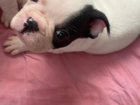 İzmir kaliteli french bulldog yavrular