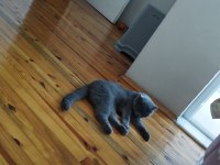 3 Yaşında Scottish Fold Kedim