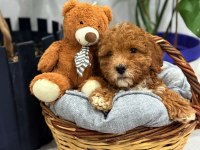 2 aylık poodle bebeğin yeni sahibi olmak ister misiniz