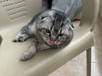 Scottish fold çocuğumuz olacak diye sahiplendirilecek