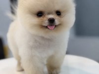MİNNAK BOY TEACUP GÜLEN SURATLI POMERANİAN OĞLUMUZ