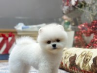 Tedy Face Pomeranian Kızımız
