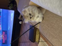 British longhair silver