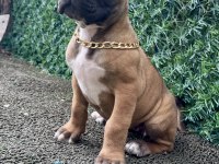 60 GÜNLÜK CANE CORSO YAVRULAR