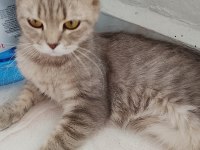 British Shorthair Dişi Sahiplendirme Yapılacaktır