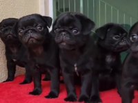 Pug 55 - 65 günlük Erkek Ve Dişi Yavrular