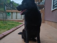 Solid Black Alman Kurdu Oğluma Eş Arıyorum