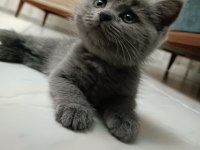 British longhair gayet sağlıklı