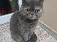 İran kedisi dişi