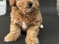 MALTİPOO KOYU APRİCOT F1B (F2) TÜY DÖKMEZ KOKU YOK