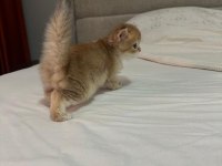British Longhair Bebekler