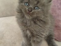 British Longhair Yavrular