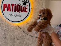 Toy Poodle Bebeğim