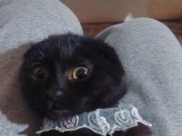 Siyah Scottish fold