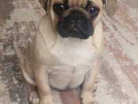 4 Pug 1 Kore Poodle