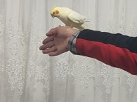 3 adet adet sultan papağanım var evcildir konuşur
