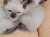 1 AYLIK SAFKAN YAVRU SİYAM KEDİSİ