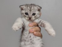 Scottish fold yavrularımız sahiplendirilecek