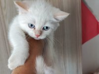 British shorthair yavru