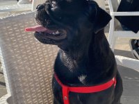 SAF ORJİNAL PUG