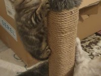 Golden tabby scottish fold ayı surat