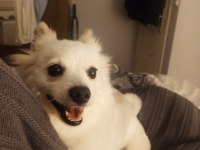 Pomeranian Spitz