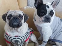 2 yaşında dişi french bulldog